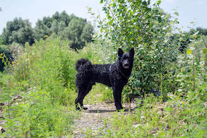 Croatian Sheepdog